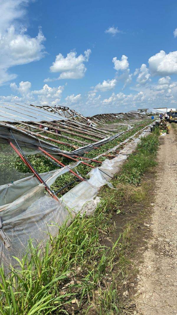 Furtunile lovesc în inima legumiculturii din Buzău: pagube de zeci de mii de euro şi noi presiuni asupra producţiei agricole
